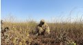 Маскировочный халат Taganrog Друид – купить по цене 3500 руб. в интернет-магазине в городе Нижний Новгород картинка 17